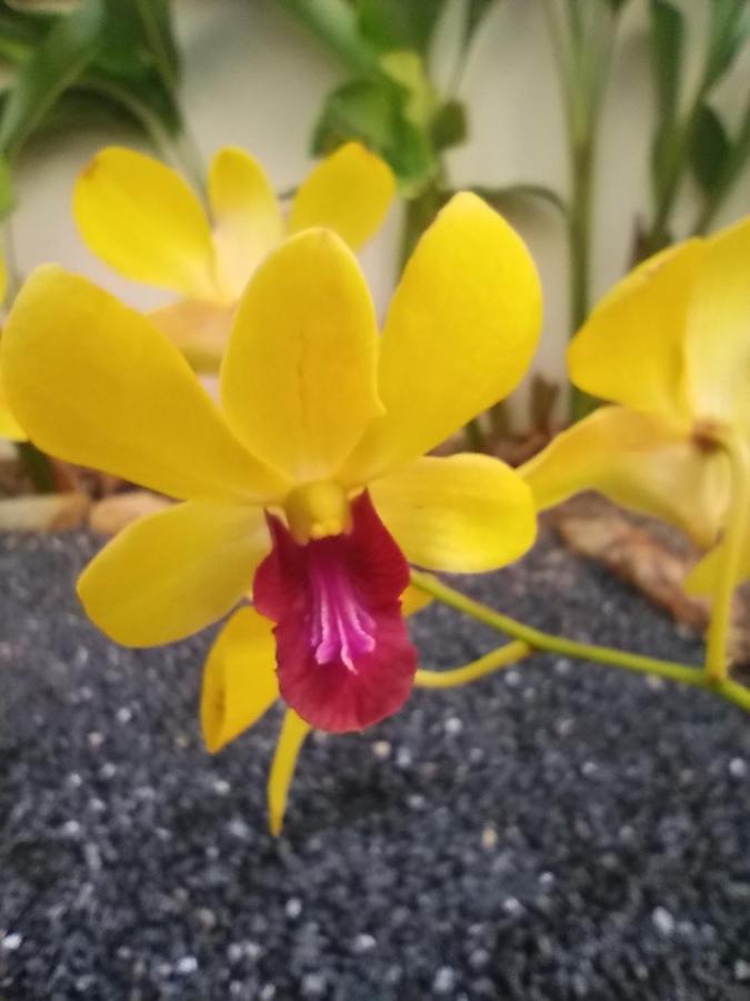 Villa Cattleya Ko Lanta 外观 照片
